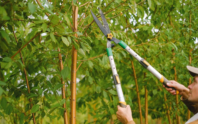 Tree trimming in Fenton, MO